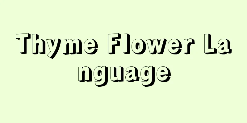 Thyme Flower Language