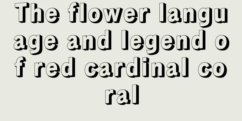 The flower language and legend of red cardinal coral