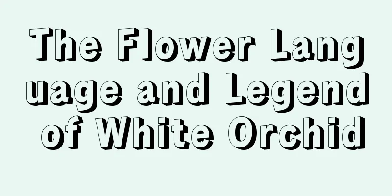 The Flower Language and Legend of White Orchid