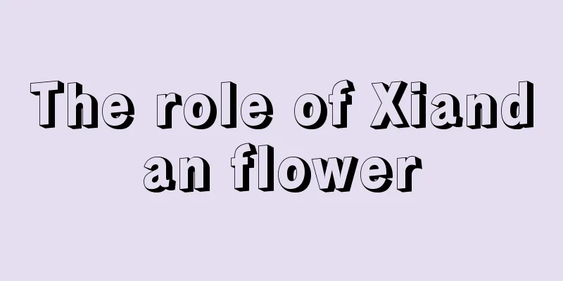 The role of Xiandan flower