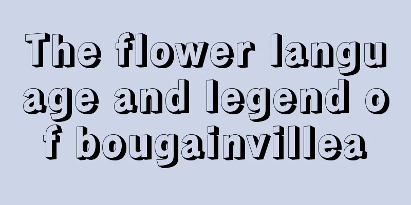 The flower language and legend of bougainvillea