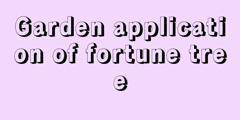 Garden application of fortune tree