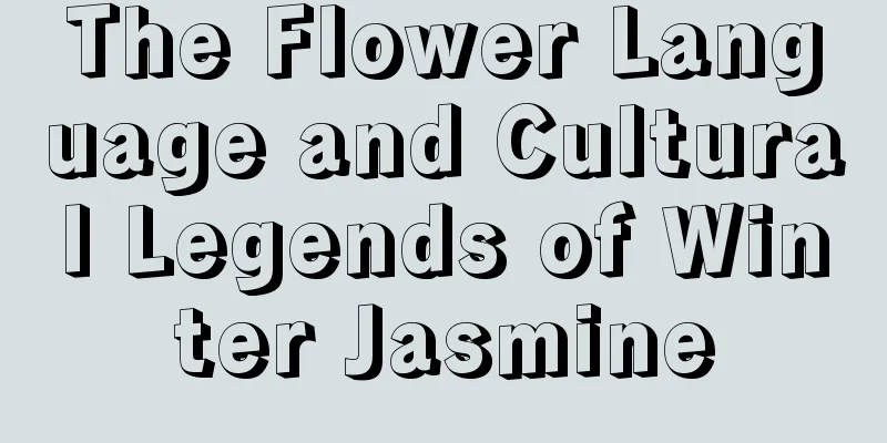 The Flower Language and Cultural Legends of Winter Jasmine