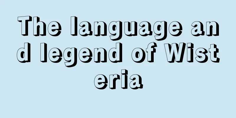 The language and legend of Wisteria