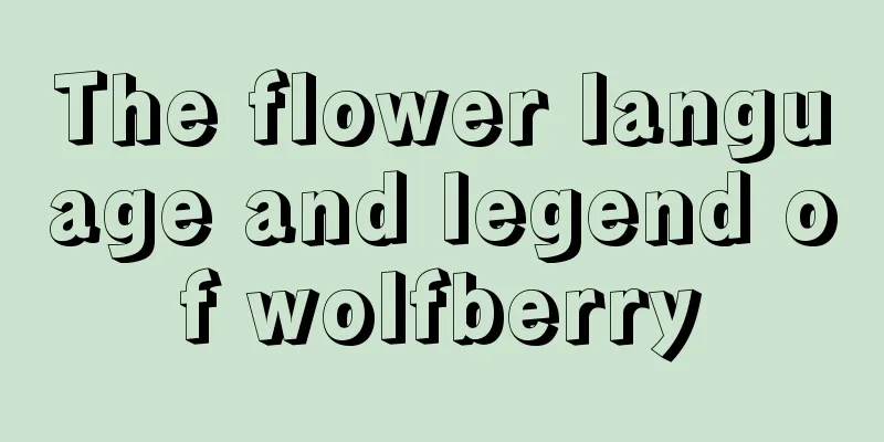 The flower language and legend of wolfberry