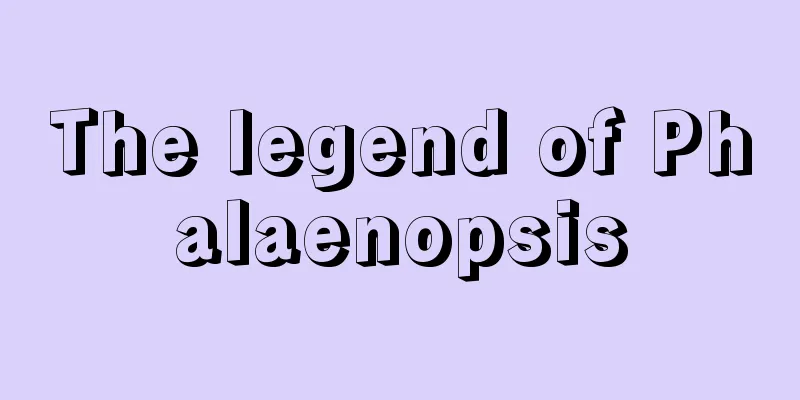 The legend of Phalaenopsis