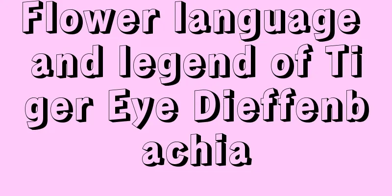 Flower language and legend of Tiger Eye Dieffenbachia