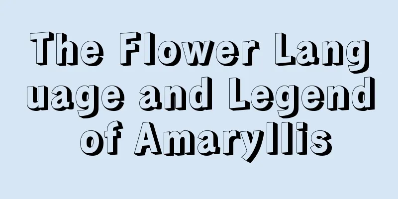 The Flower Language and Legend of Amaryllis