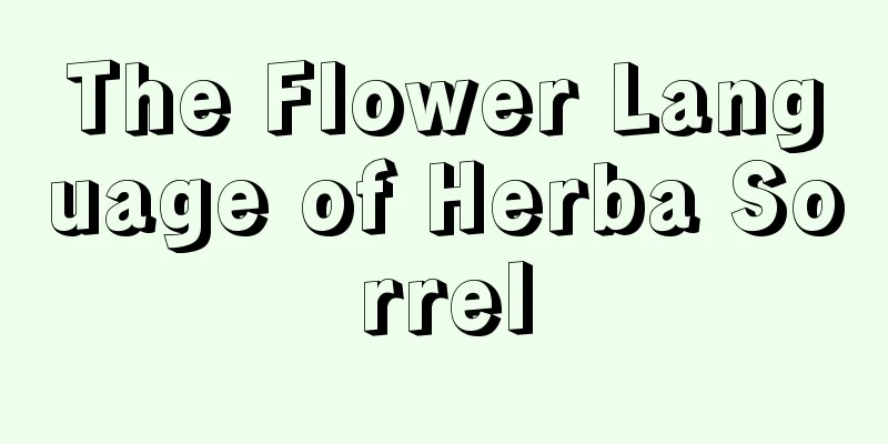 The Flower Language of Herba Sorrel