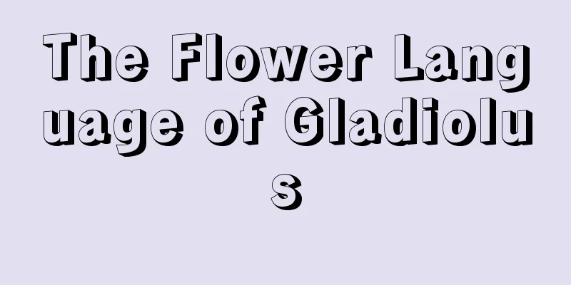 The Flower Language of Gladiolus