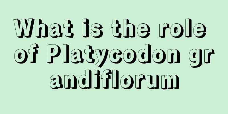 What is the role of Platycodon grandiflorum