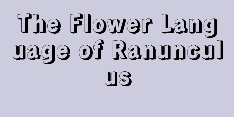 The Flower Language of Ranunculus