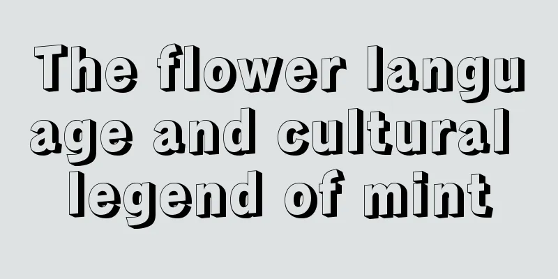 The flower language and cultural legend of mint