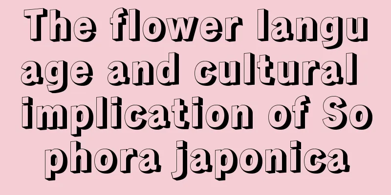 The flower language and cultural implication of Sophora japonica