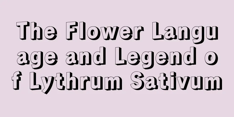 The Flower Language and Legend of Lythrum Sativum