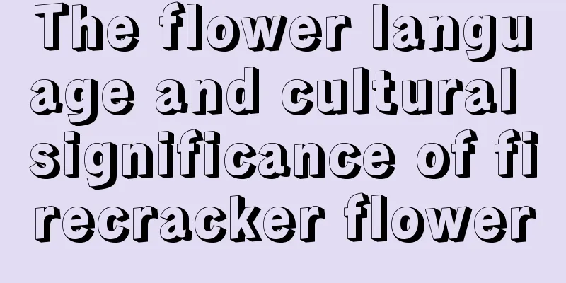 The flower language and cultural significance of firecracker flower