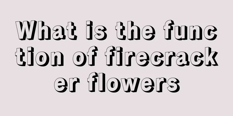 What is the function of firecracker flowers