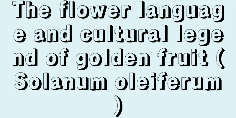 The flower language and cultural legend of golden fruit (Solanum oleiferum)