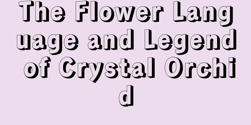 The Flower Language and Legend of Crystal Orchid