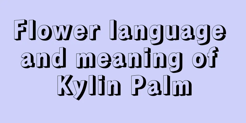 Flower language and meaning of Kylin Palm