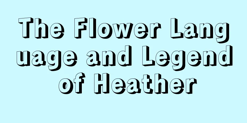 The Flower Language and Legend of Heather