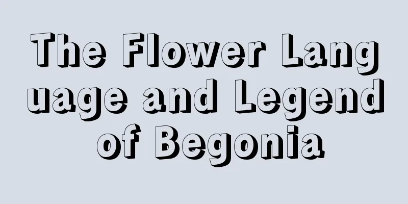 The Flower Language and Legend of Begonia