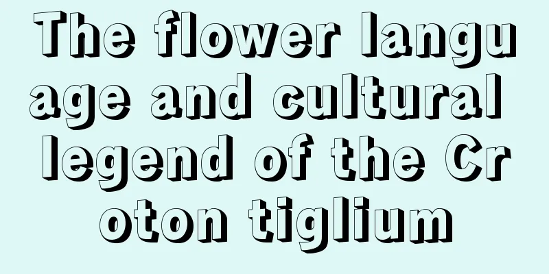 The flower language and cultural legend of the Croton tiglium