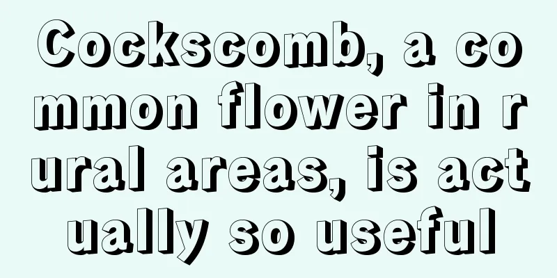 Cockscomb, a common flower in rural areas, is actually so useful