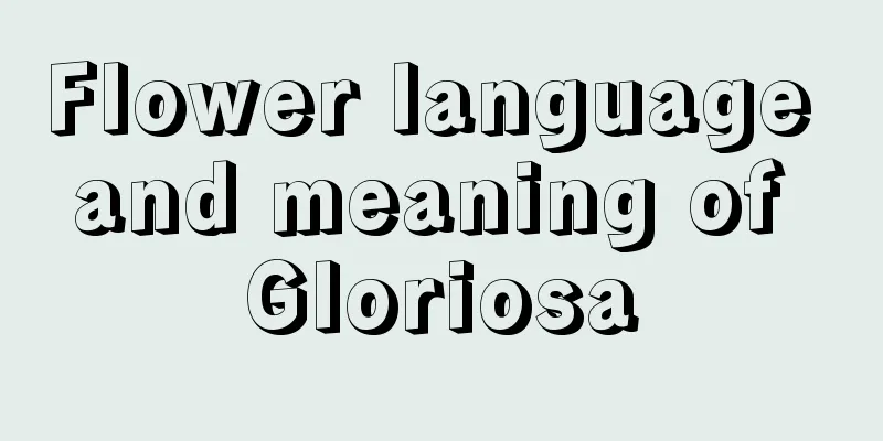 Flower language and meaning of Gloriosa