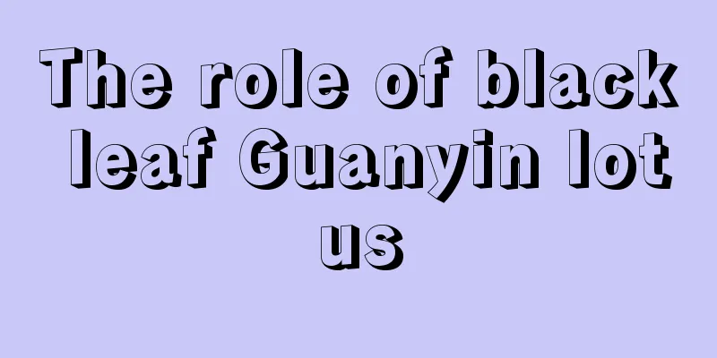 The role of black leaf Guanyin lotus