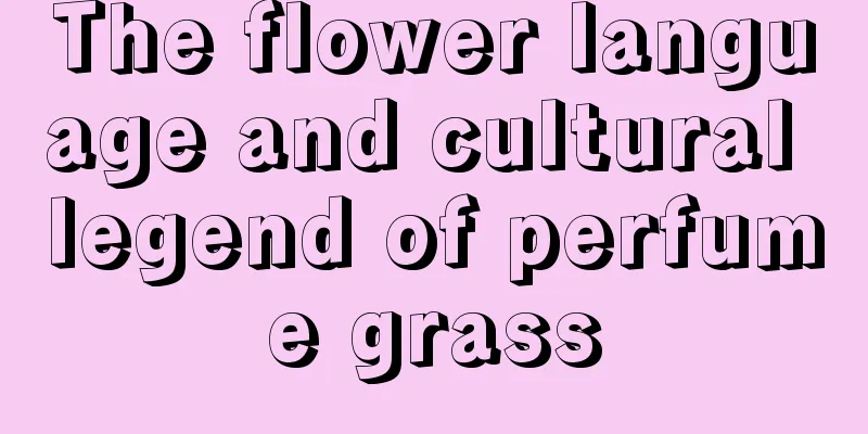 The flower language and cultural legend of perfume grass