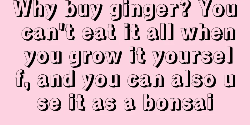 Why buy ginger? You can't eat it all when you grow it yourself, and you can also use it as a bonsai