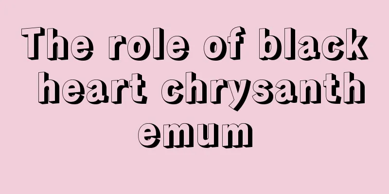 The role of black heart chrysanthemum