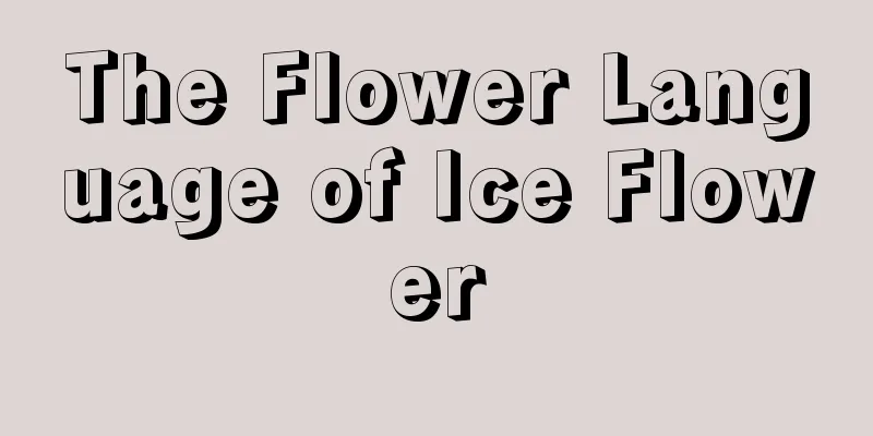 The Flower Language of Ice Flower