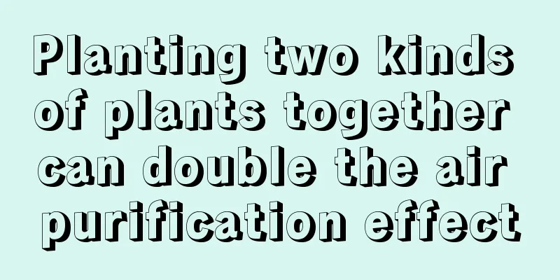 Planting two kinds of plants together can double the air purification effect