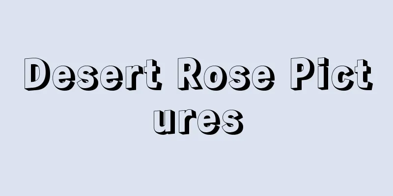 Desert Rose Pictures