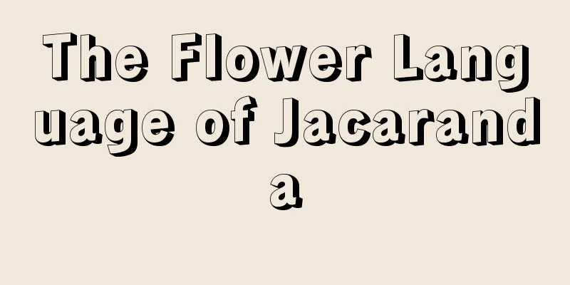 The Flower Language of Jacaranda