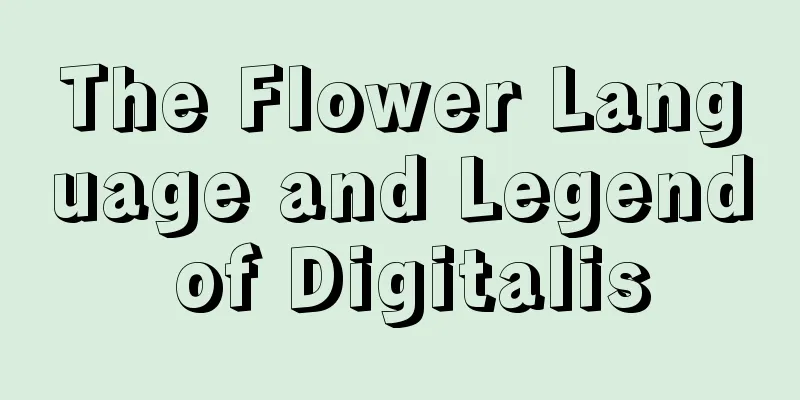 The Flower Language and Legend of Digitalis