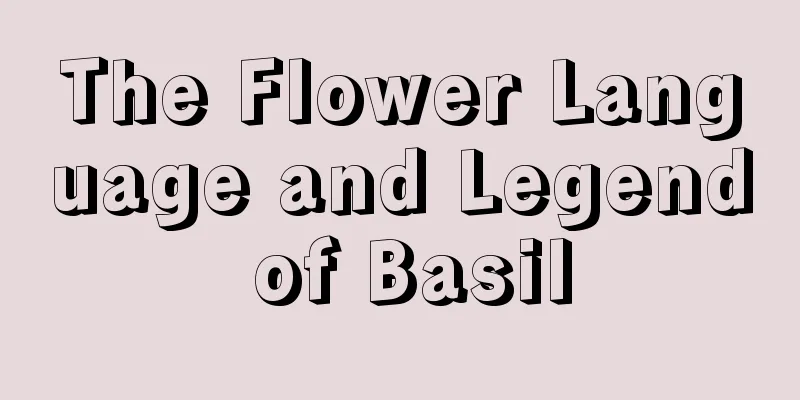 The Flower Language and Legend of Basil