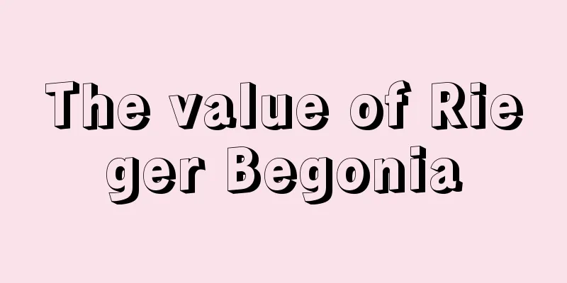 The value of Rieger Begonia