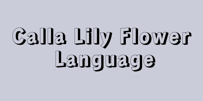 Calla Lily Flower Language