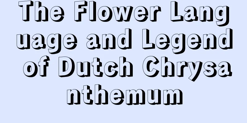 The Flower Language and Legend of Dutch Chrysanthemum