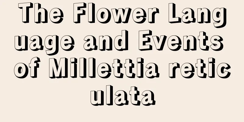 The Flower Language and Events of Millettia reticulata