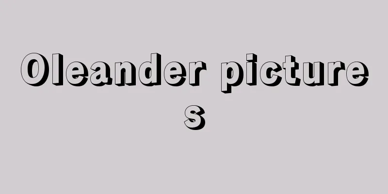 Oleander pictures