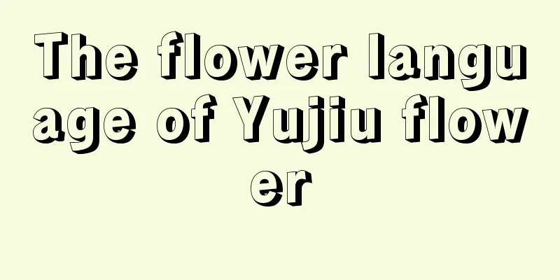 The flower language of Yujiu flower