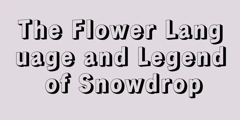 The Flower Language and Legend of Snowdrop