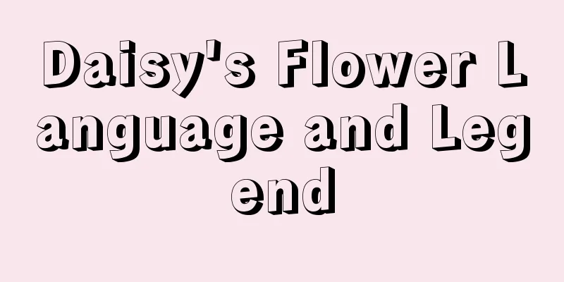 Daisy's Flower Language and Legend