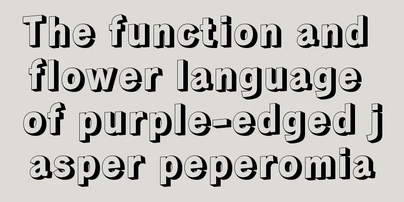 The function and flower language of purple-edged jasper peperomia