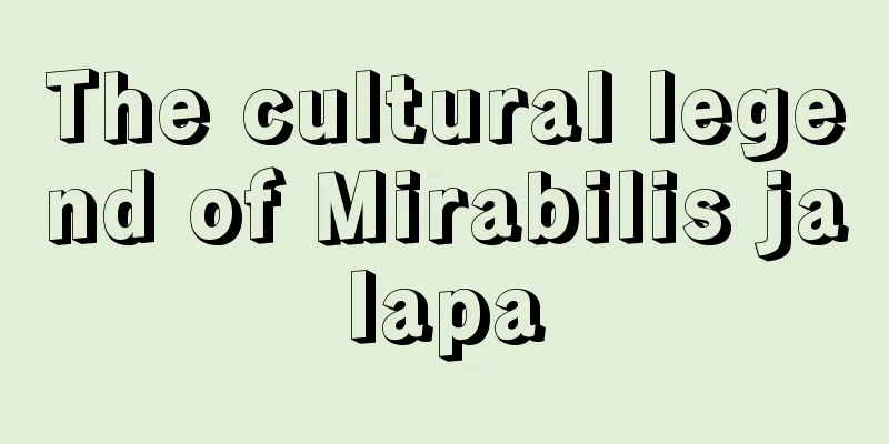 The cultural legend of Mirabilis jalapa