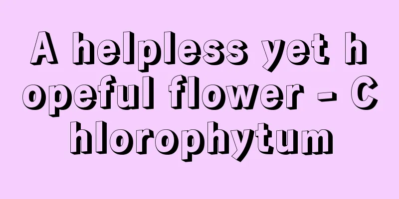 A helpless yet hopeful flower - Chlorophytum